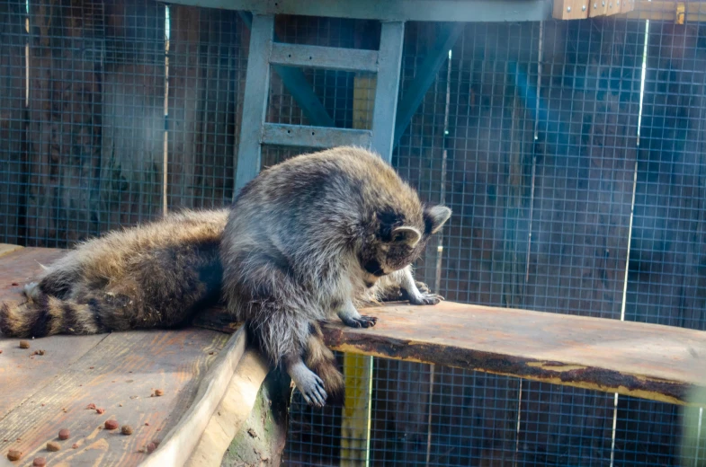 a ra is sitting on a rail in his enclosure