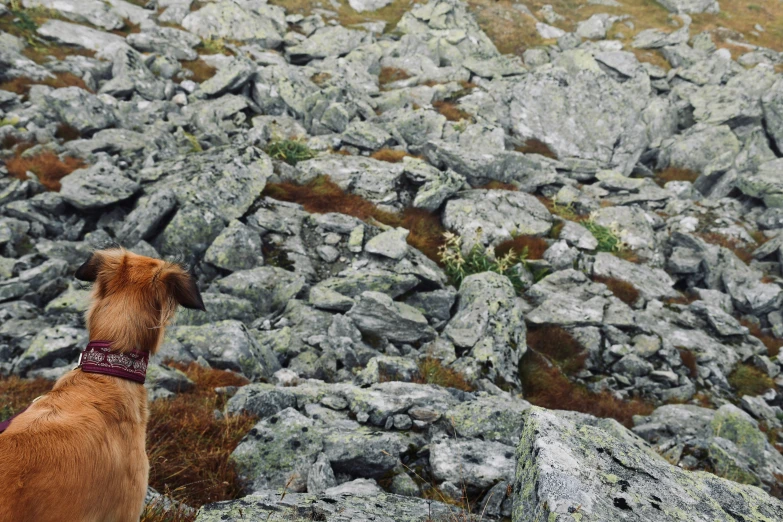 a brown dog sitting on top of a rock covered slope