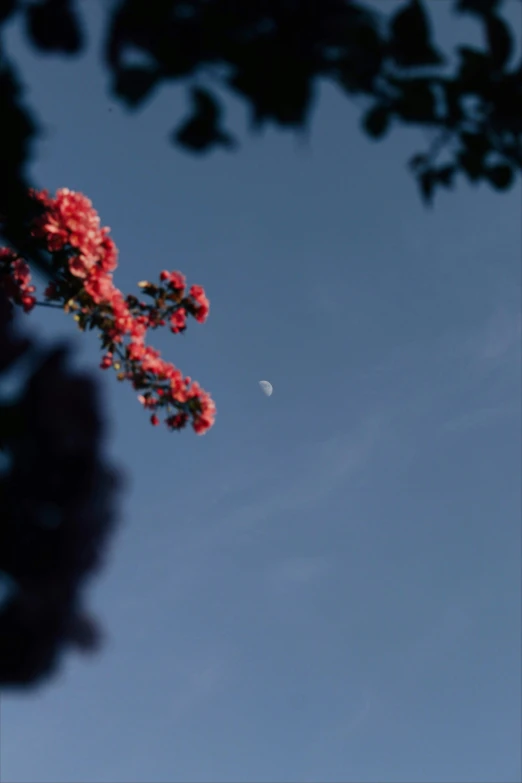 a full moon seen through the nches of flowers