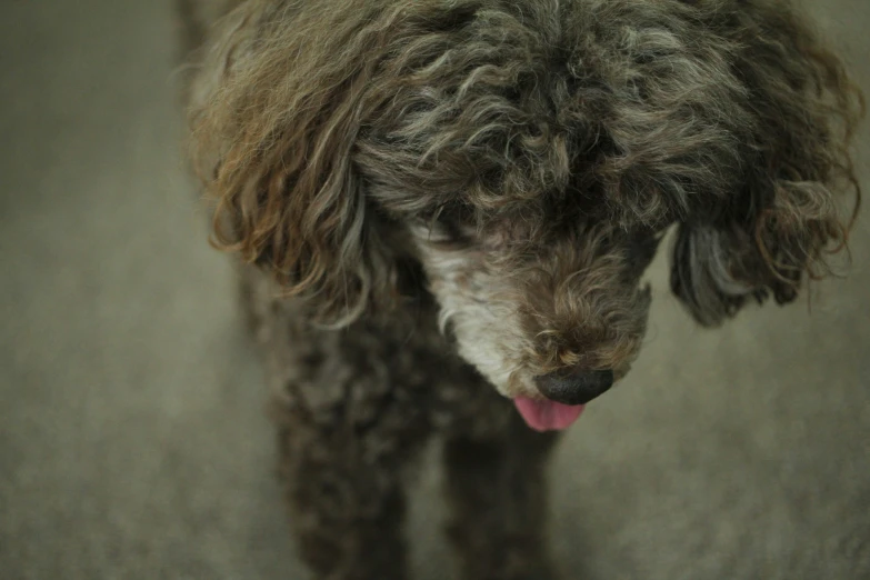 a poodle has its tongue hanging out