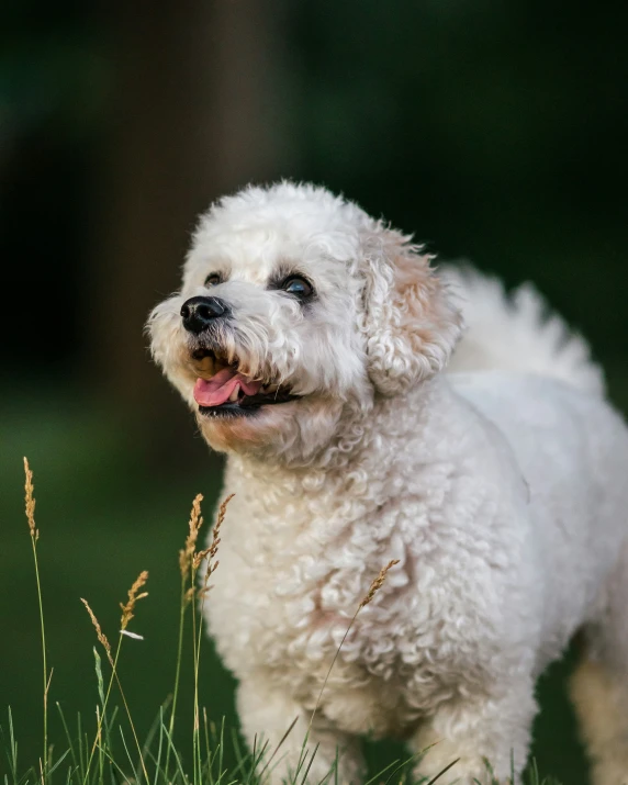 a small white dog standing on top of grass