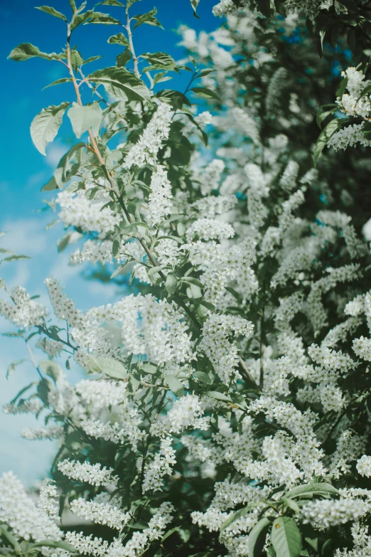 a tall bush with white flowers against a blue sky