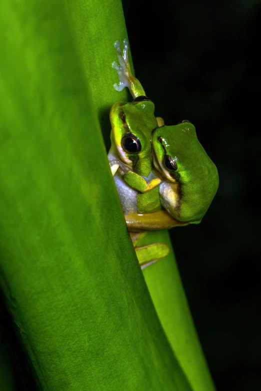 a green frog sitting on a leaf in front of the camera