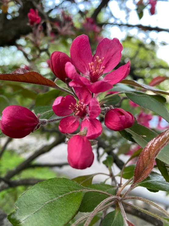 a bright pink flower with green leaves