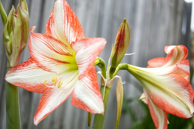 two lilies blooming together on a sunny day
