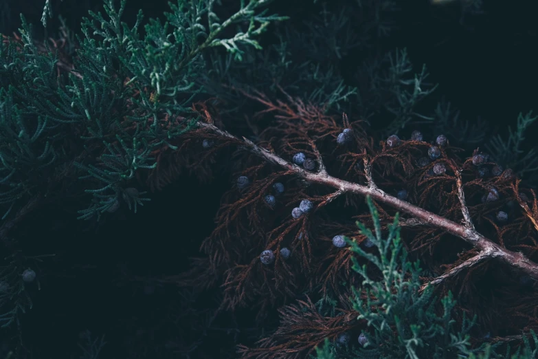 this is an image of a closeup view of some trees