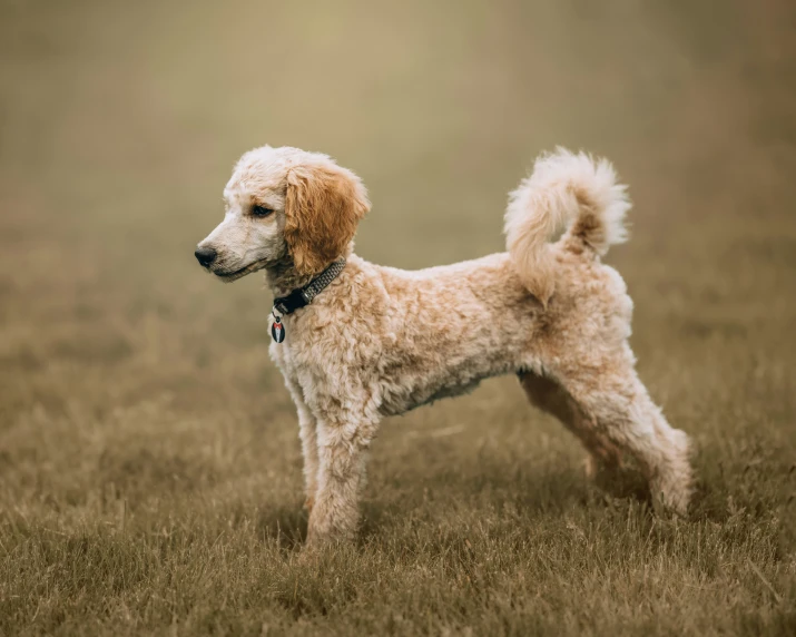 a small dog standing in some dry grass