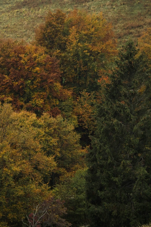 a couple of sheep in a grassy field surrounded by trees