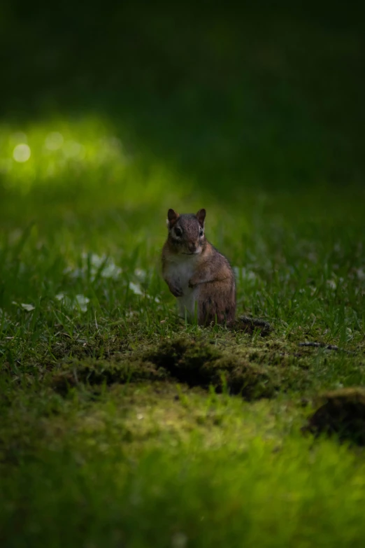 a squirrel standing in the grass near the grass