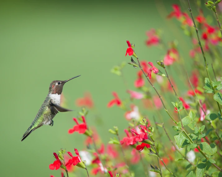 a bird that is flying close to red flowers