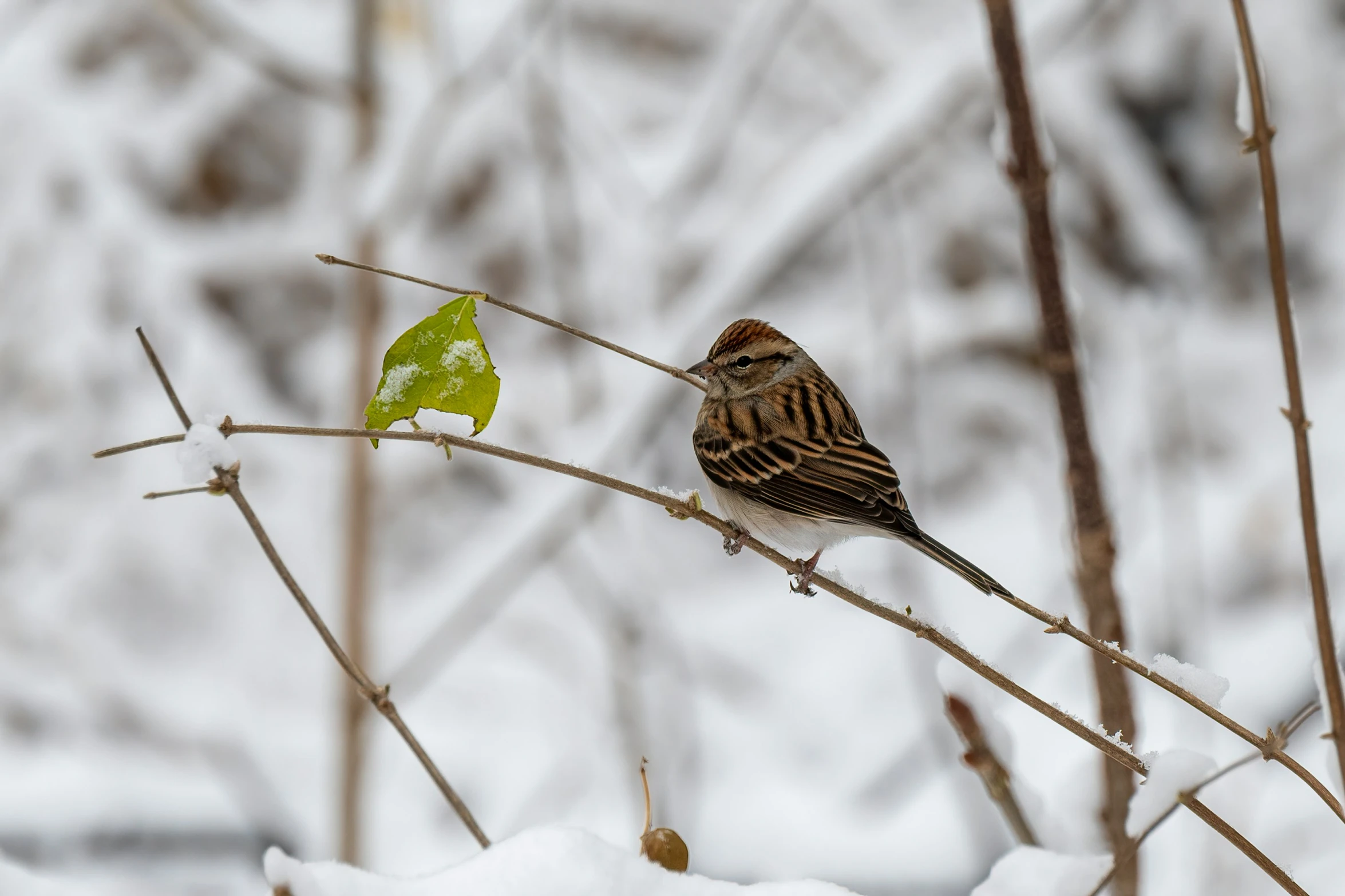 a small bird sitting on the stem of a tree in winter