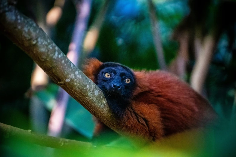 red headed animal sitting on the tree nch