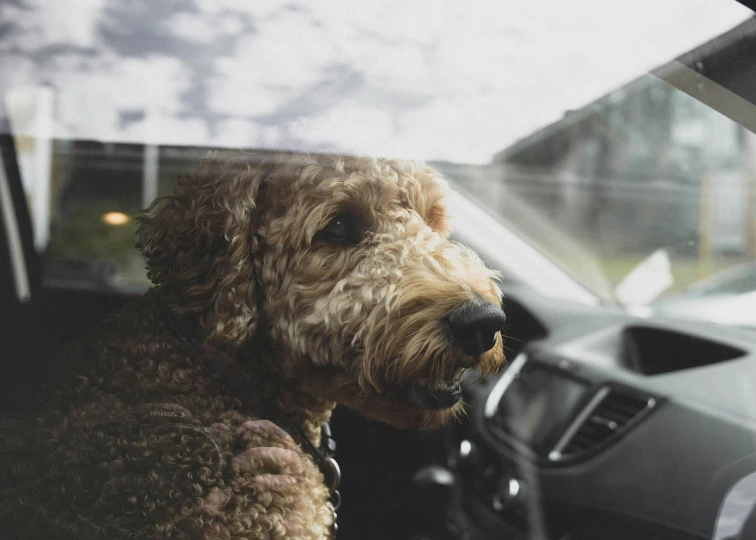 a small dog is in a car with it's head out the window