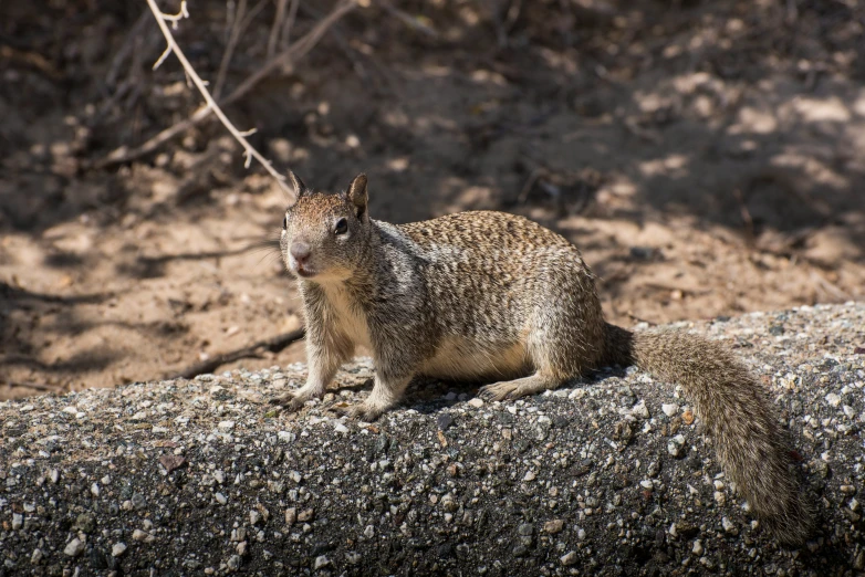 a gray animal is sitting on a rock