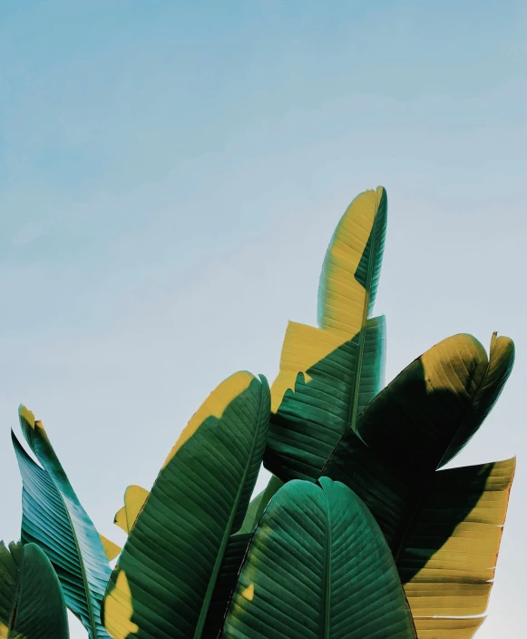 a close up view of some bananas on a tree