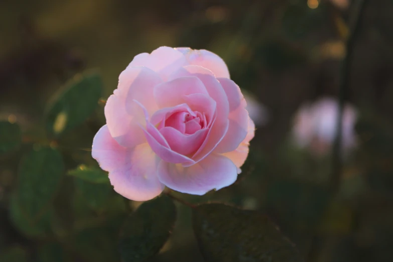 a pink rose blossom blooming from the top