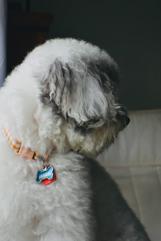 a close up view of a dog with a multicolored leash collar