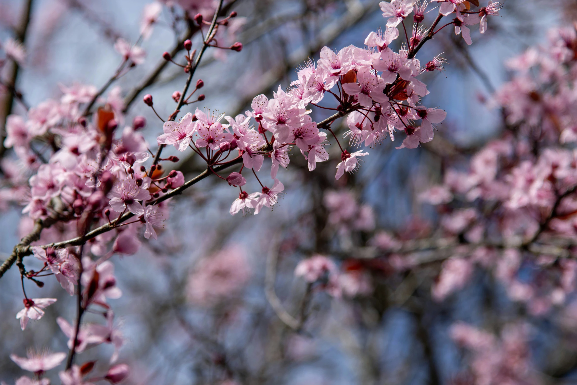 small pink flowers are growing on a tree