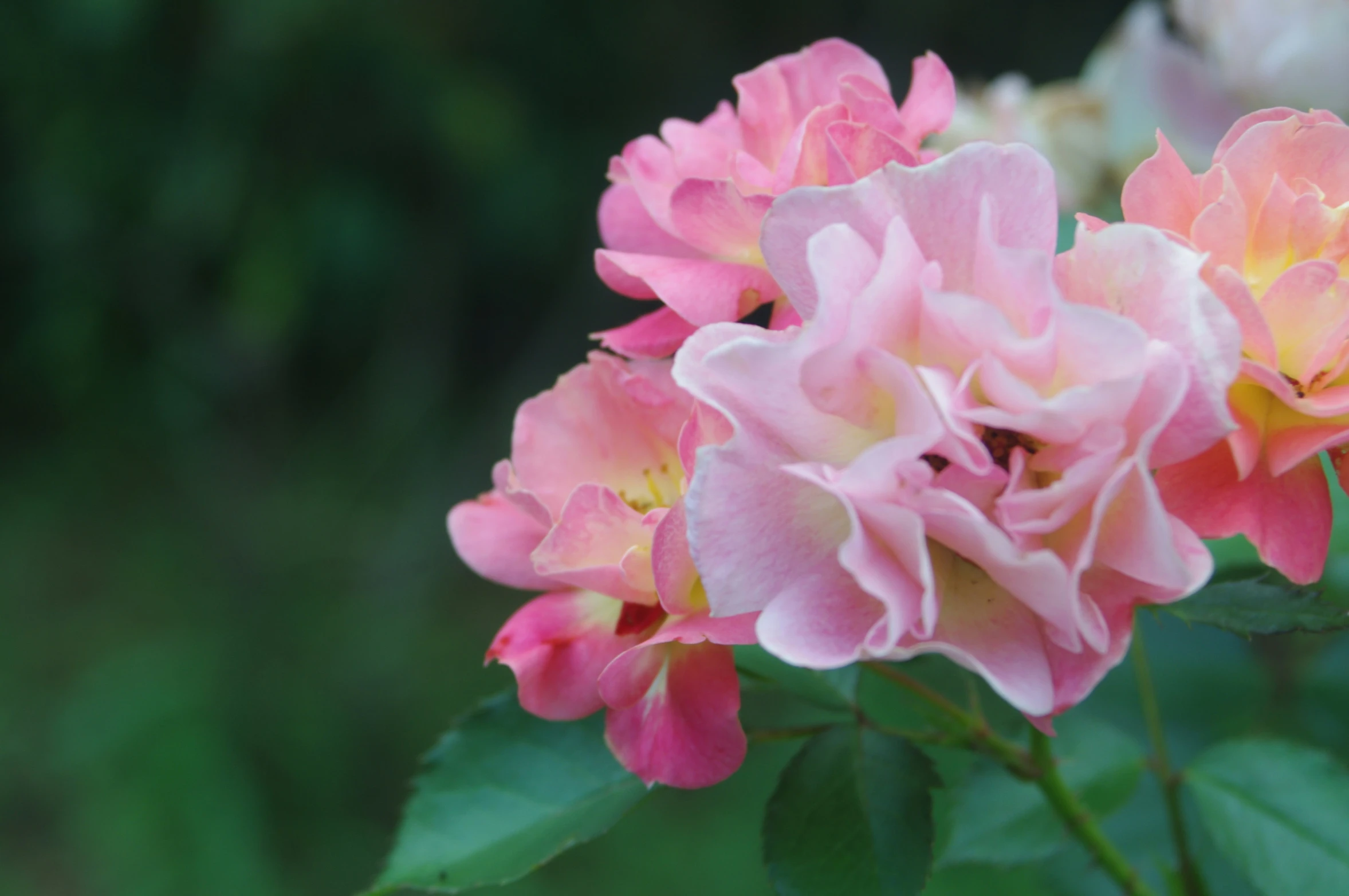 the pink flowers are blooming in the garden