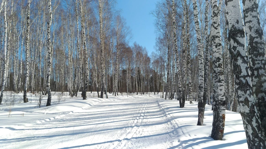 this picture shows the snow and trees along a road