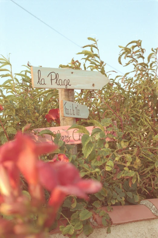 there is a wooden sign on the top of a bush