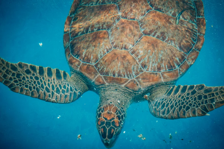 a turtle is swimming under the water