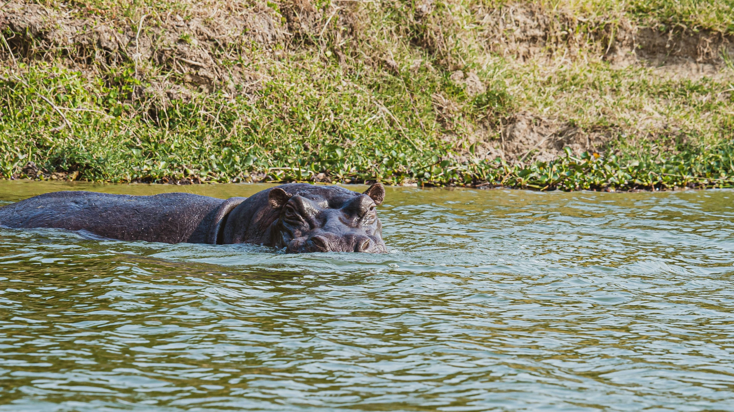 a hippo floating in a river near lush green vegetation