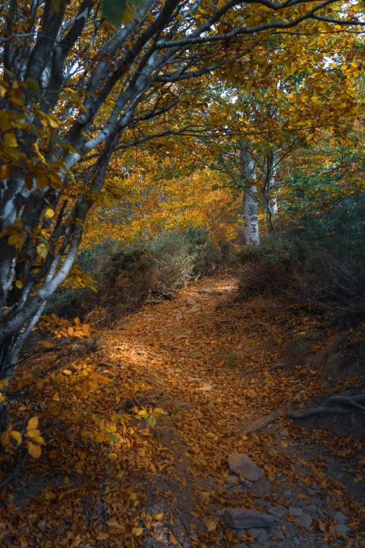 an image of the path in the woods