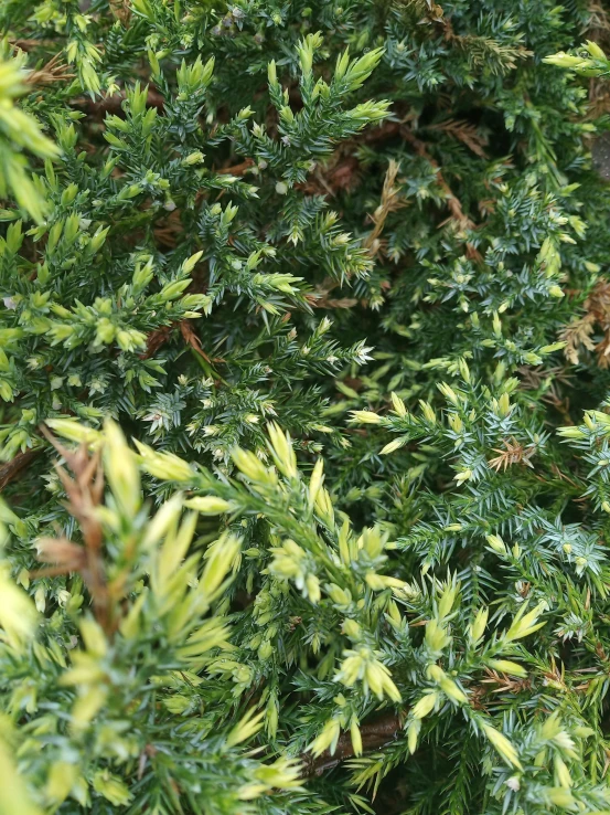 an image of a beautiful green plant