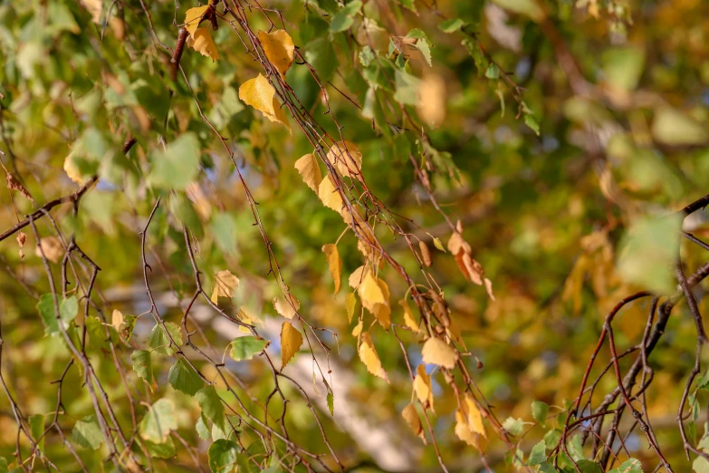 a nch in the foreground with yellow leaves, on a leafless nch