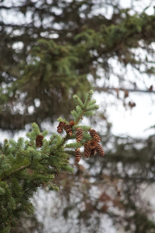 some pine cones on a tree nch