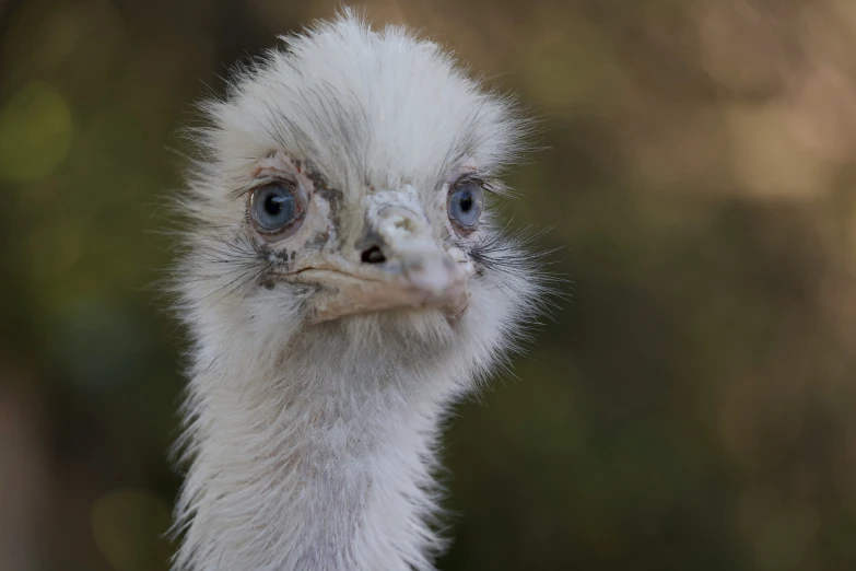 an ostrich with a lot of fur looking towards the camera