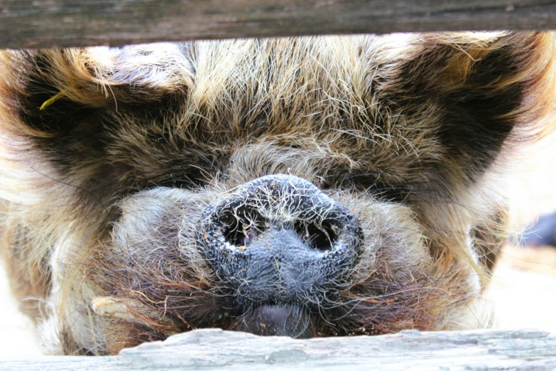 the nose of an animal is looking through a wood fence