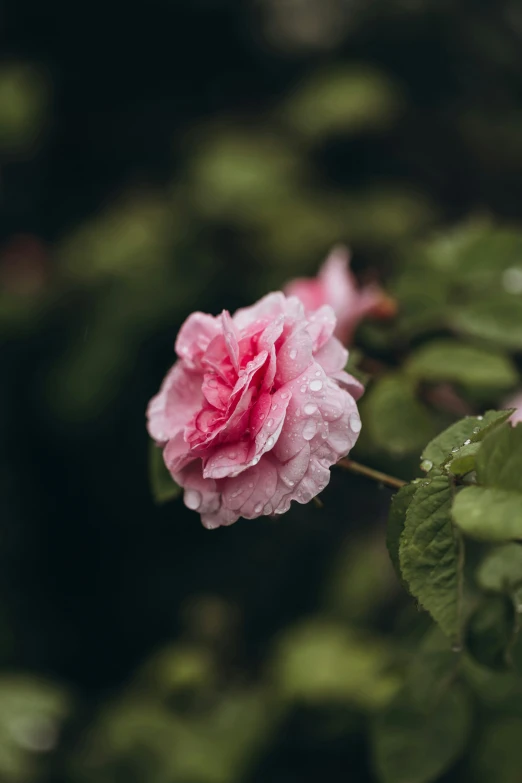 a pink flower that is growing in the ground