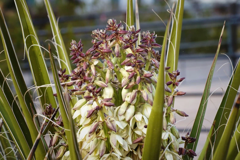 closeup of a flower from a very large palm tree