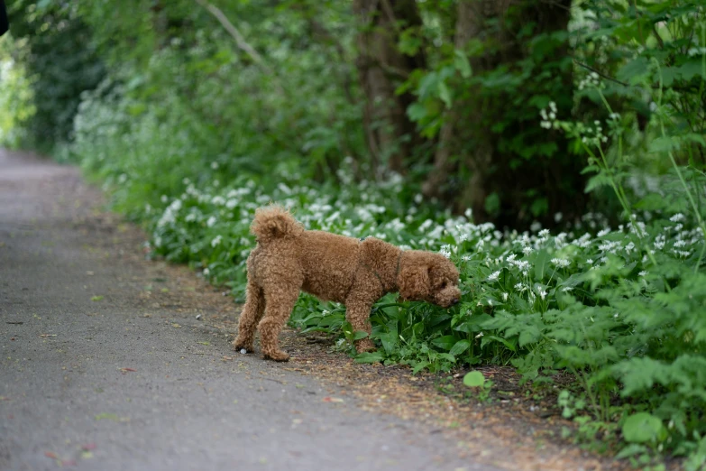 a puppy is walking in a path between the trees