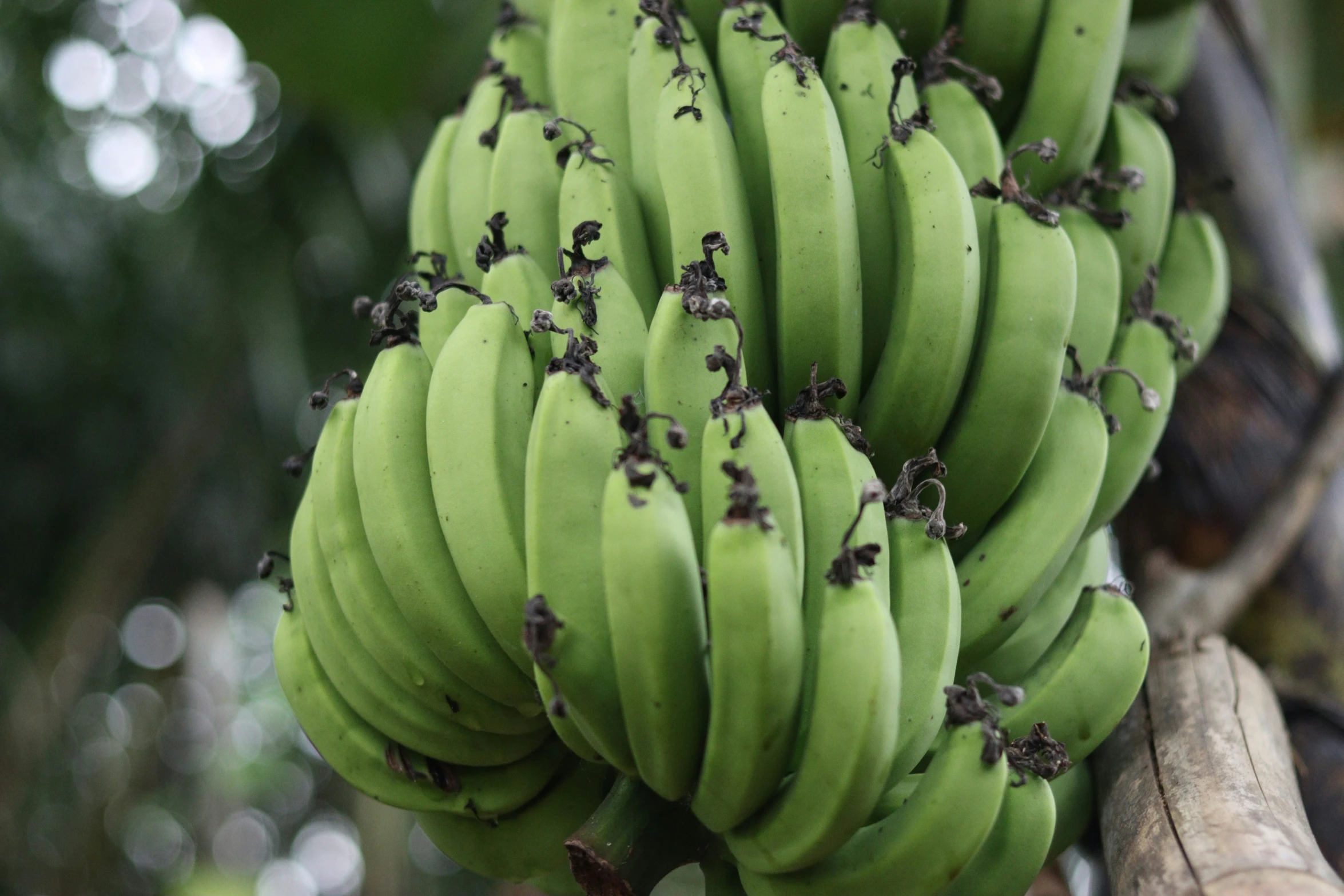 a cluster of green bananas with tiny gray spots on them