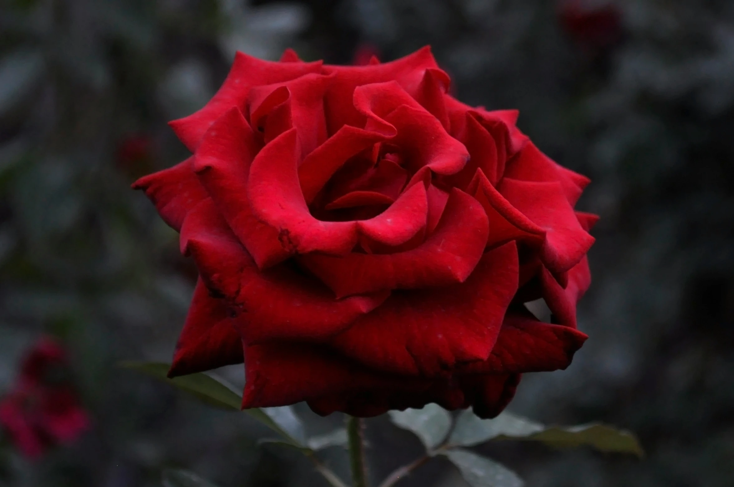 a red rose is blooming outdoors on a stem