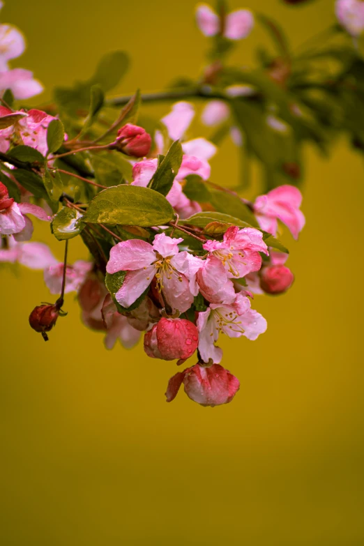 pink flowers on tree with yellow background