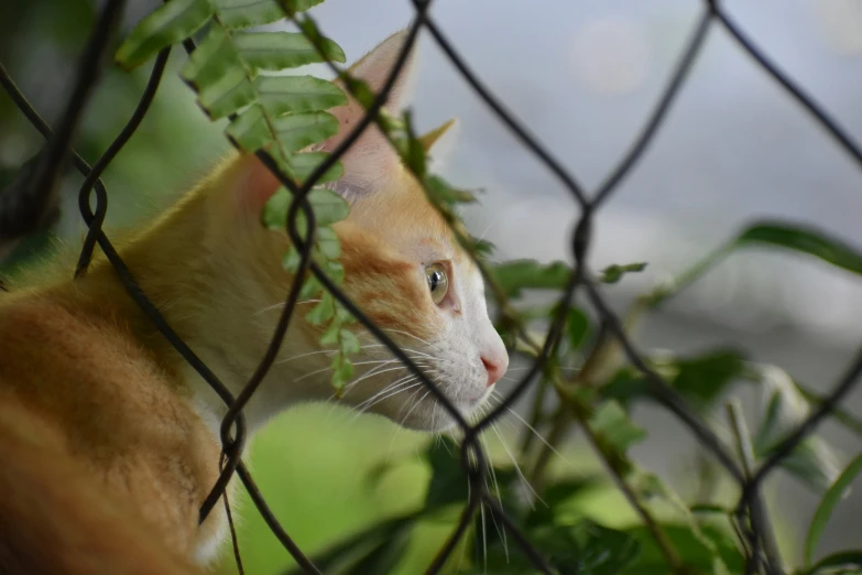an orange cat looking out through some bushes