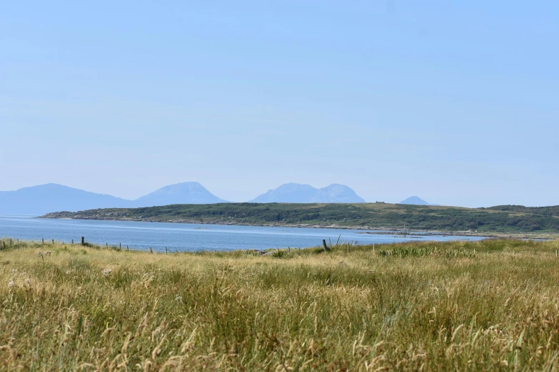 horses grazing on grass near the water