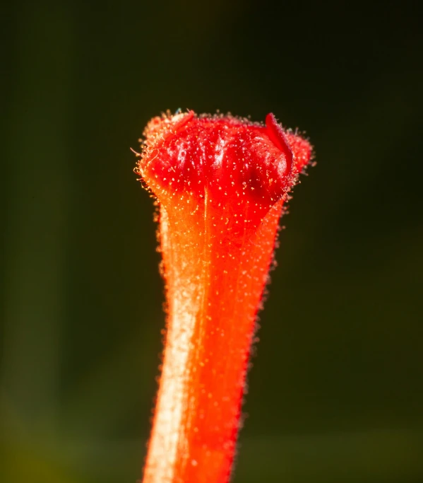 a close up of a red flower bud with green background