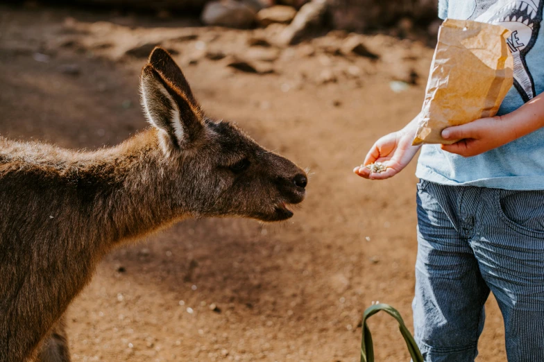 there is a small brown goat feeding on soing