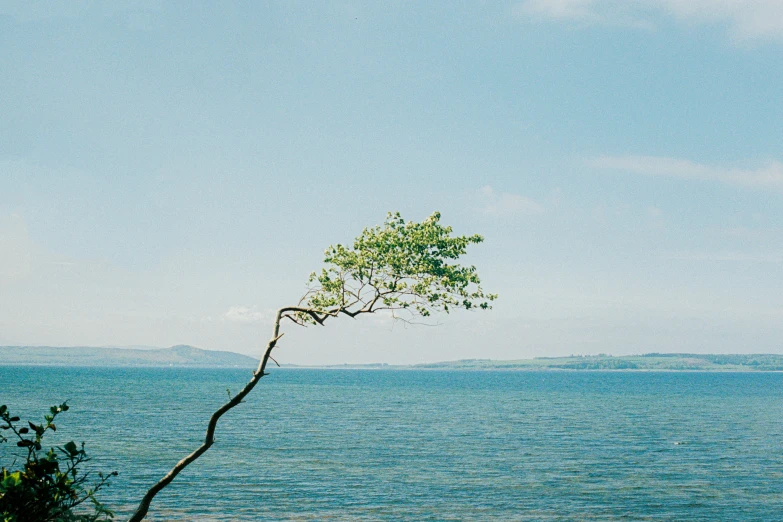 a lone tree is overlooking the calm blue water