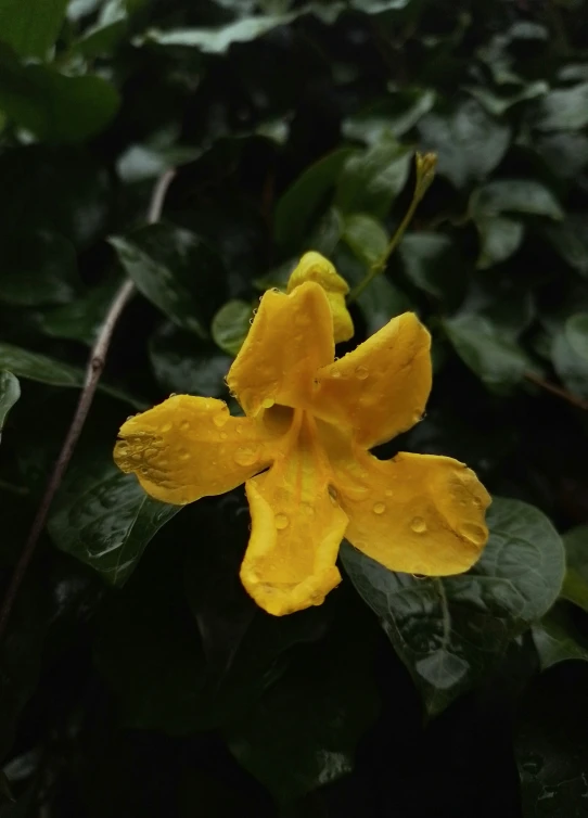 a yellow flower surrounded by leaves covered plants