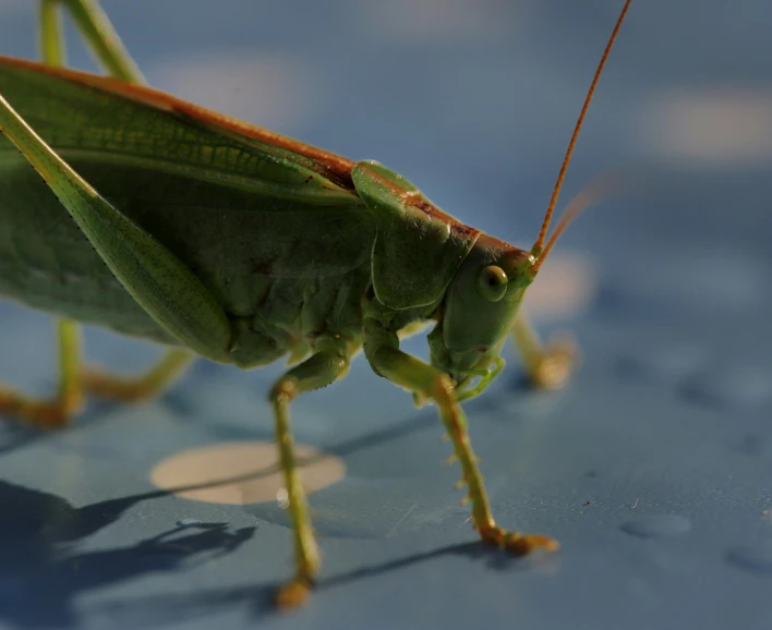 the green praying insect is standing on the surface