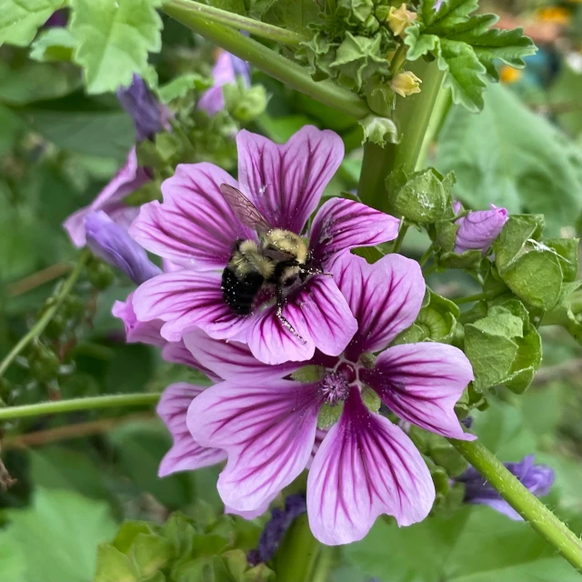 a bee is sitting in the middle of a large pink flower