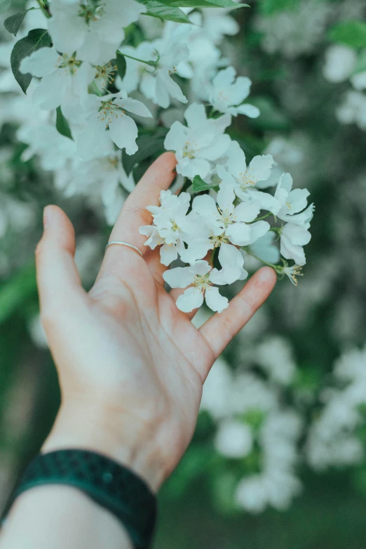 the person's hand is holding a flower