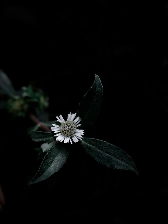 a white flower that is in the middle of some leaves