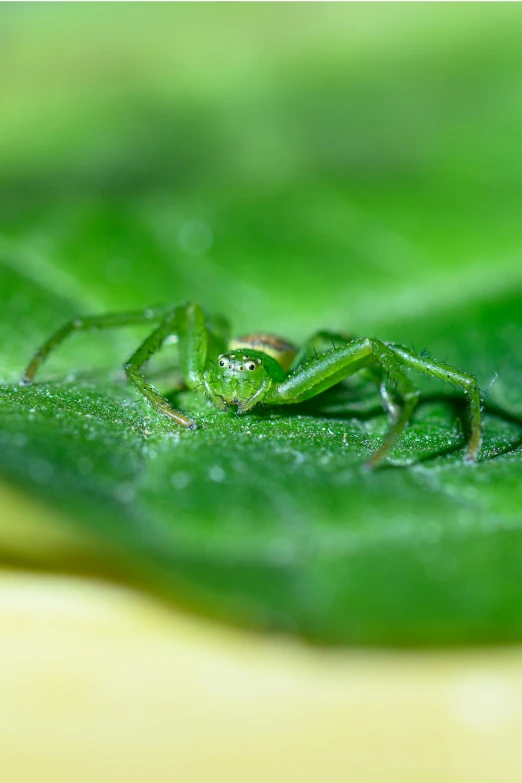 a green grasshopper resting on a leaf